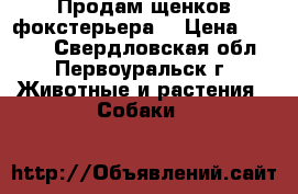 Продам щенков фокстерьера  › Цена ­ 5 000 - Свердловская обл., Первоуральск г. Животные и растения » Собаки   